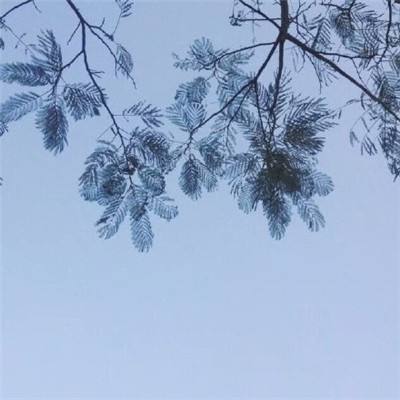 冒险王2腾讯版下载